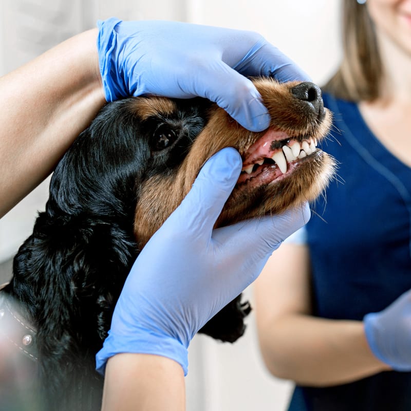 Cat And Dog Dentist In Nashua Veterinary Dental Services
